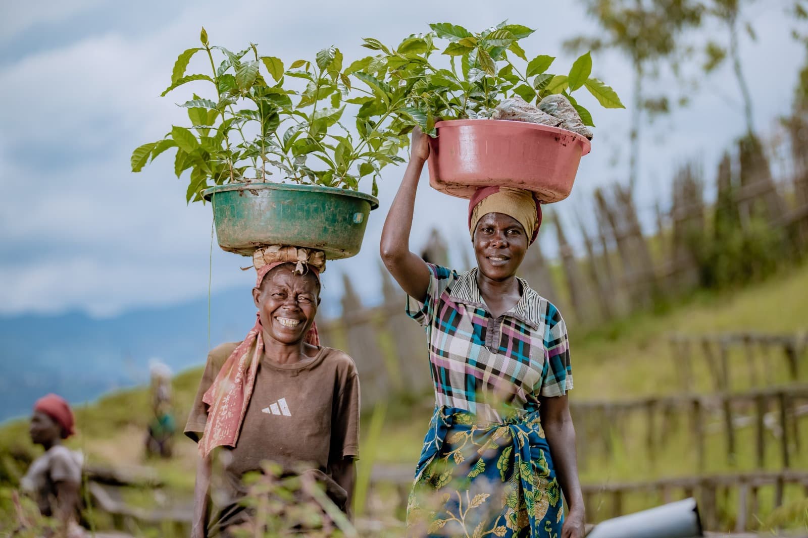 Coffee farmers carrying seedlings on the Nyarugenge hillsides