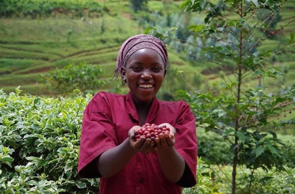 A Rwandan coffee farmer holding freshly picked coffee cherries
